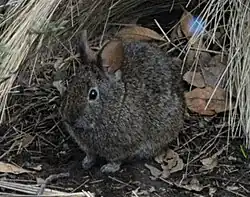 Gray rabbit