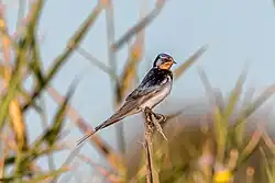 Barn swallow, Saline di Augusta, Sicily