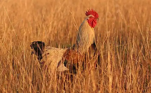 Image 7 Rooster at Chicken More selected pictures