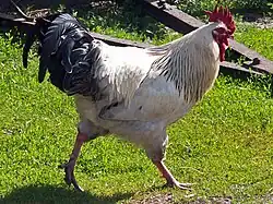 White rooster