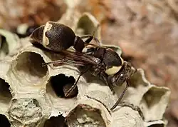 Ropalidia amabala on nest
