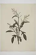 1895 engraving of R. gigantea by Sydney Parkinson