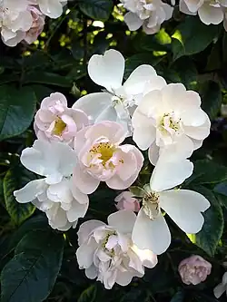 Image of a cluster of light pink blossoms on dark green leaves from the 'Brenda Colvin' rose varietal.