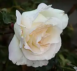 'Garden Party' (Swim 1959)