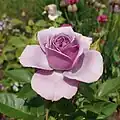 Rose called "lavender flower circus"