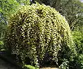 Rosa banksiae var. lutea in the Rose Garden of the Royal Botanical Garden of Madrid