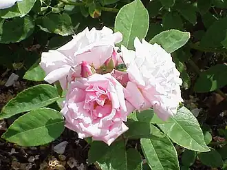 'Kathleen Harrop', 1919