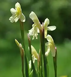 Roscoea cautleyoides Gagnep.