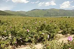 Roses in Karlovo Valley