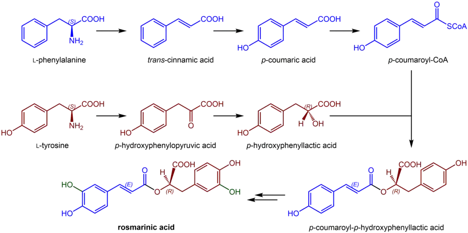Rosmarinic acid biosynthesis