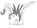 Head and limbs