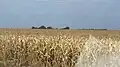Maize in Dourados. Brazil, Argentina and Mexico are among the 10 largest world producers