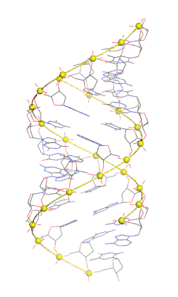 A gif of rotating A-DNA in standard CPK (Corey-Pauling-Koltun) coloring