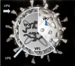 A cut-up image of a single rotavirus particle shows the RNA molecules surrounded by the VP6 protein, and this, in turn, is surrounded by the VP7 protein. The VP4 protein protrudes from the surface of the spherical particle.
