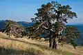 Scots Pine (Pinus sylvestris) is the dominant tree in the dry and cold areas of north-eastern Anatolia, southern slope of Kücükhacet Dağ (Ilgaz Dağ), c.1950 m s. l.