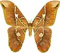 Rothschildia hesperus