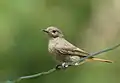 Black redstart, Phoenicurus ochruros