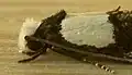 Rough-scaled head of moth Monopis icterogastra (family Tineidae)