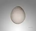 Egg of Rollulus rouloul - MHNT