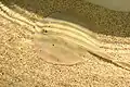 A round stingray in the Reiman Aquarium at Discovery World.