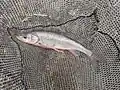 Roundtail chub