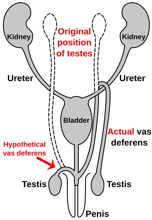 Figure 2g