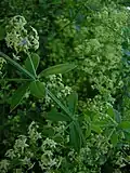 Plant of Rubia peregrina