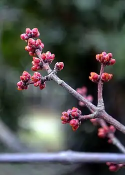 Flowerbuds in spring before blooming
