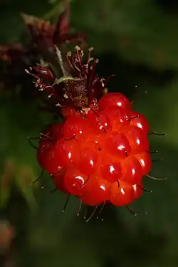 Mature fruit, Washington