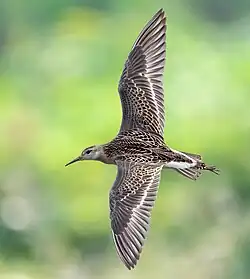 A ruff in flight