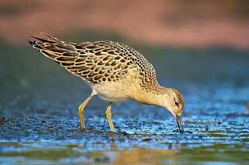 Ruff in juvenile plumage; note the larger size, yellowish legs, darker underparts, and shorter bill.