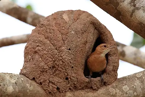 F. r. commersoni at completed nest The Pantanal, Brazil