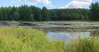Pond