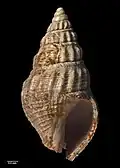 Side view of holotype