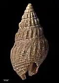 Reserve view of holotype