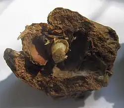 A woody, irregular mass of plant tissue, open in half. A single (half) chamber can be seen, with a white curled larvae within.