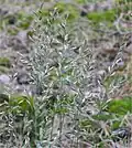 Festuca ovina subsp. hirtula inflorescens