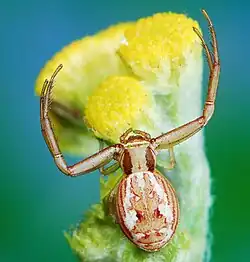 female