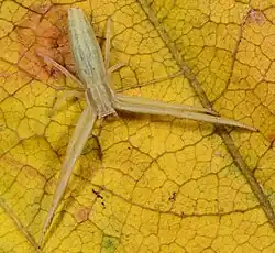 juvenile female
