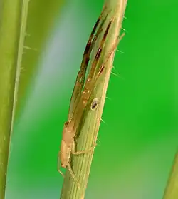 male