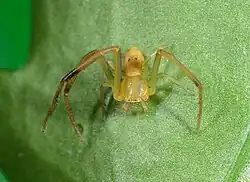 male