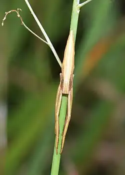 R. johnstoni