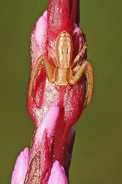 Runcinia sp., Goa, India
