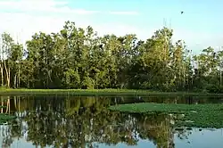 Melaleuca forest belongs to Láng Sen wetland conservation area
