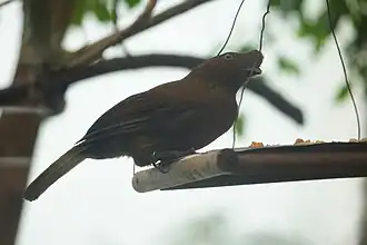 Female Andean cock-of-the-rock
