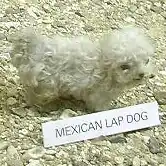 A photograph of a small, taxidermy dog. It has curly white fur. In front of it is a label with text with the words "MEXICAN LAP DOG".