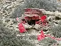 Gauchito Gil altar