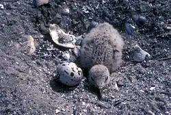 Chick and egg
