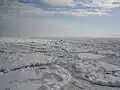 Close-up view inside a drift ice zone: several small rounded floes are separated from each other by slush or grease ice. (Bird at lower right for scale.)
