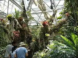 Interior of the Palm & Cycad Pavilion.